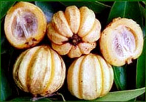 Garcinia cambogia extract